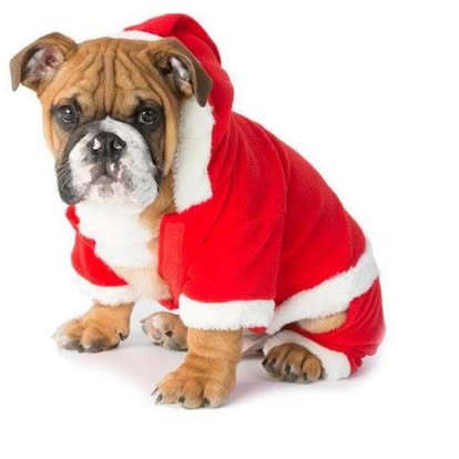 Bulldog con traje de Santa, ejemplo de prenda para mascota