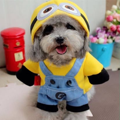 Perrito con disfraz de Minion