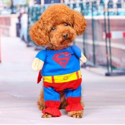 Caniche con disfraz de Superman